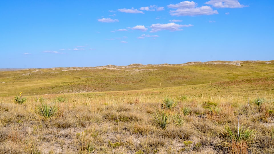 A grassy field with sparse vegetation and distant hills under a clear sky.