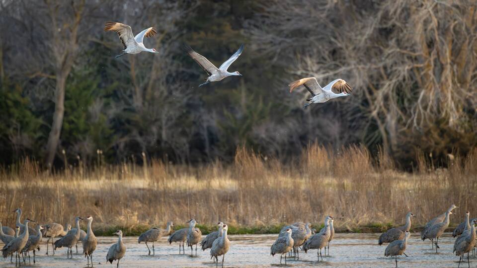 A group of birds standing in shallow water with trees in the background.