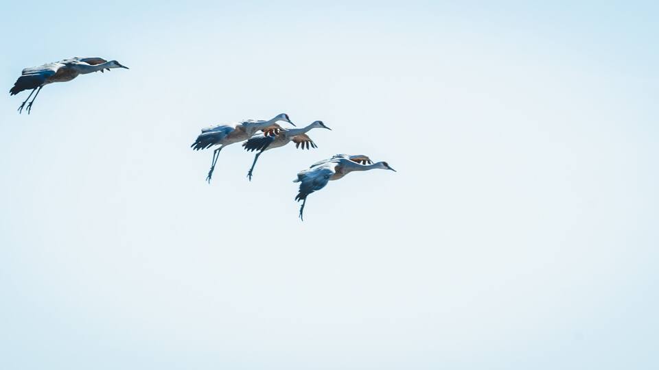 Four birds flying in a clear sky.