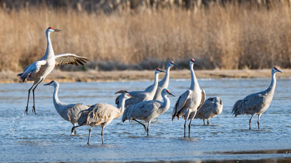 A group of white birds with red crowns standing in shallow water.