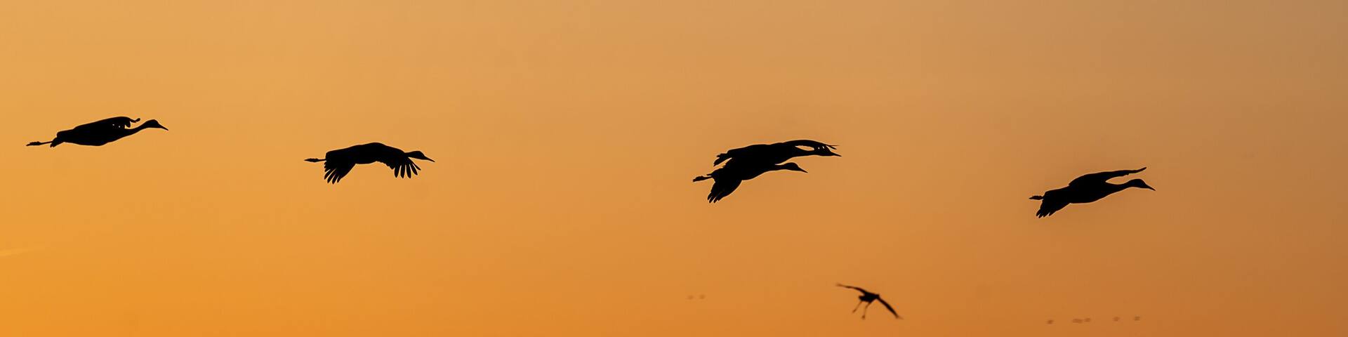 large birds flying at sunset