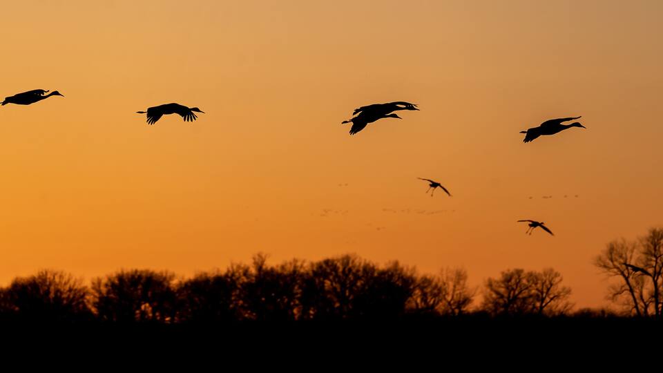Silhouettes of birds flying against a sunset sky.