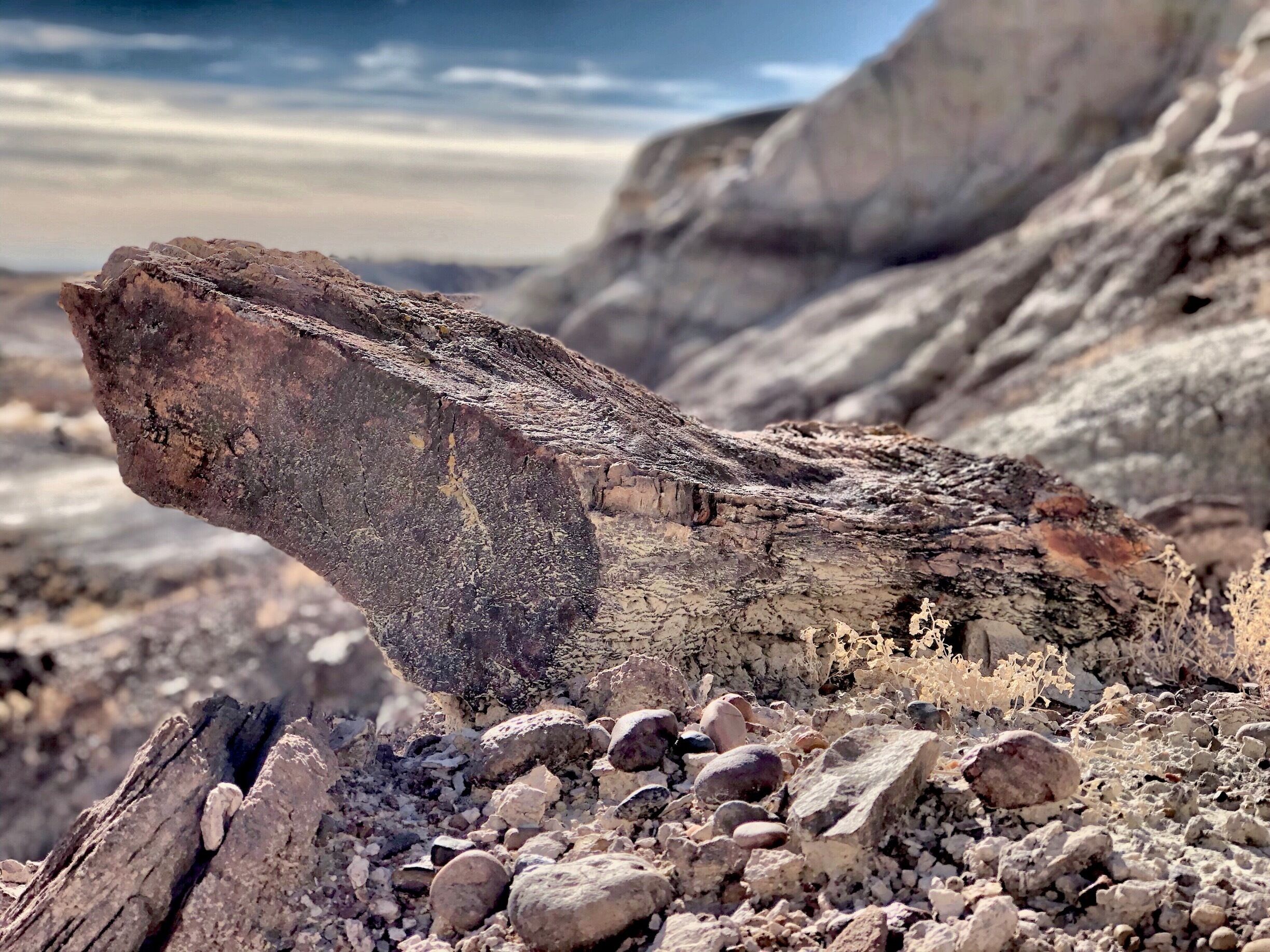 Found some of the most incredible pieces of petrified wood while hiking around the De Na Zin Wilderness area in New Mexico.  