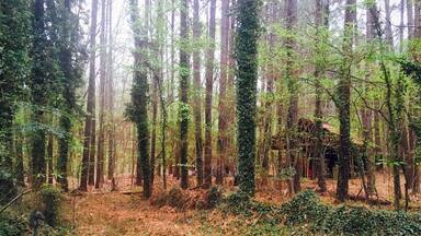 Grandmother's House ❤️