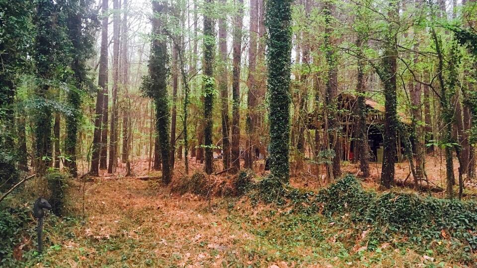 A dense forest with tall trees and a small, ivy-covered structure in the background.