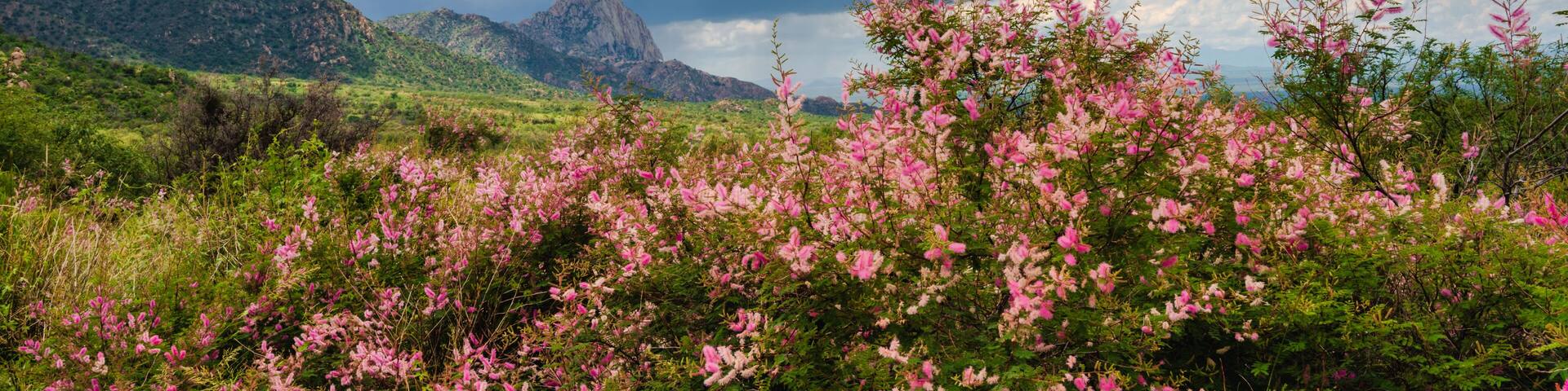 Vibrant colorful wildflowers grow in summer in Arizona during monsoon