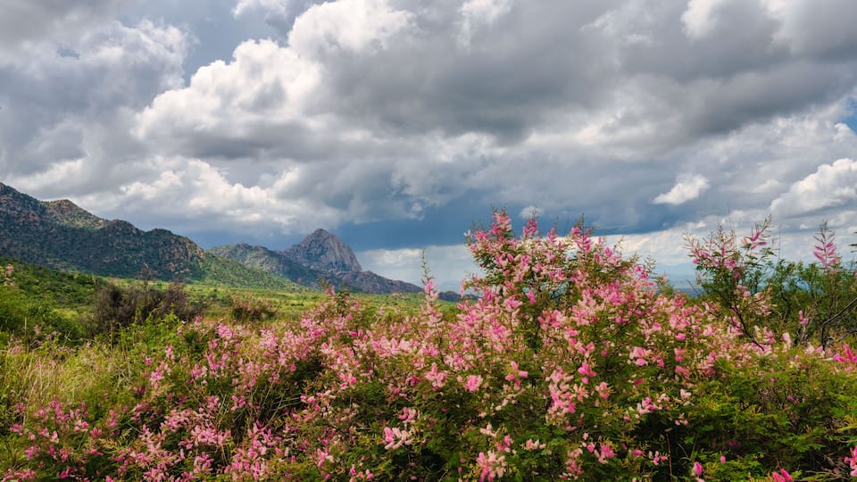 A mountainous landscape with pink flowering shrubs in the foreground and a cloudy sky.