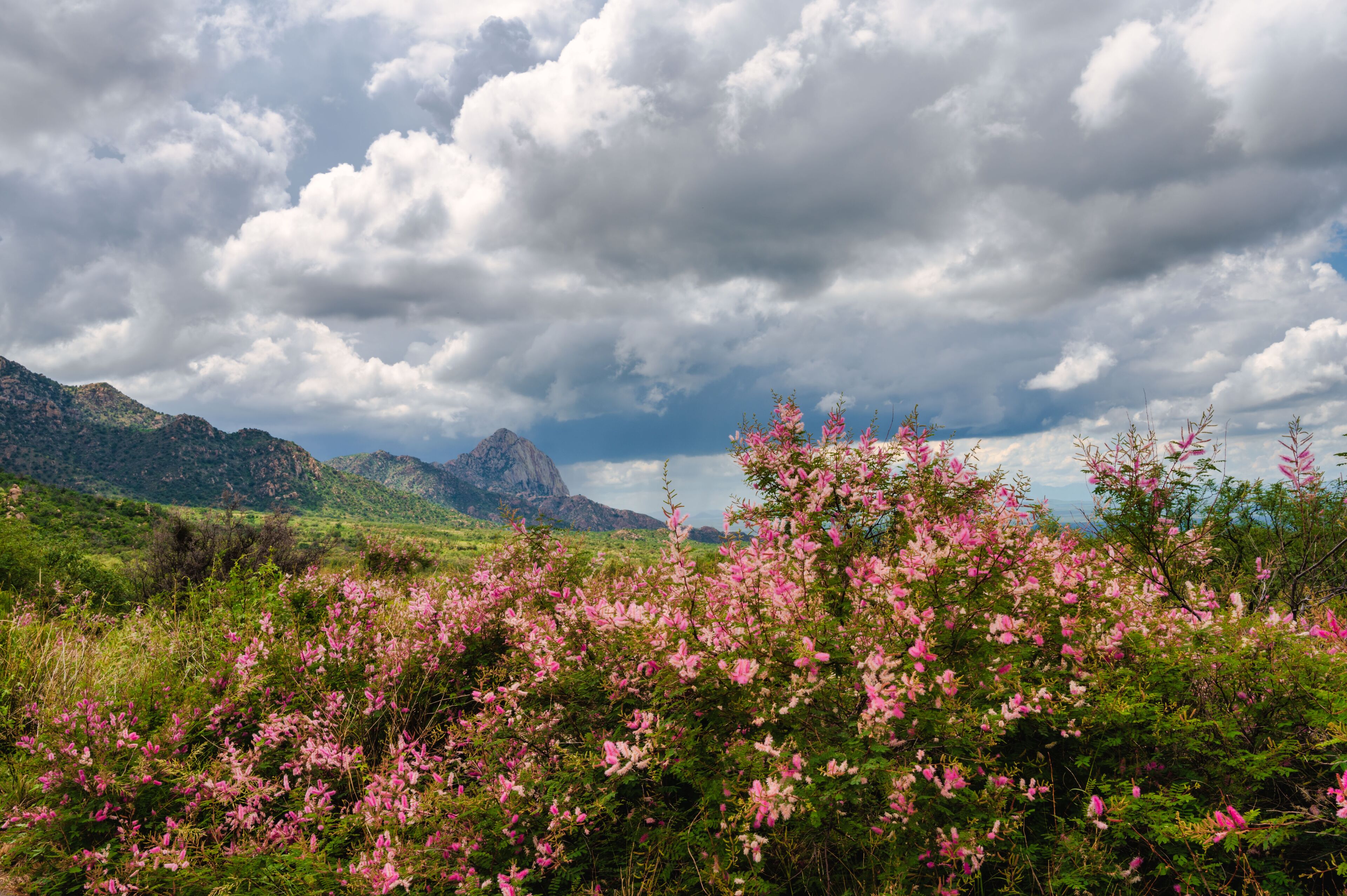A mountainous landscape with pink flowering shrubs in the foreground and a cloudy sky.