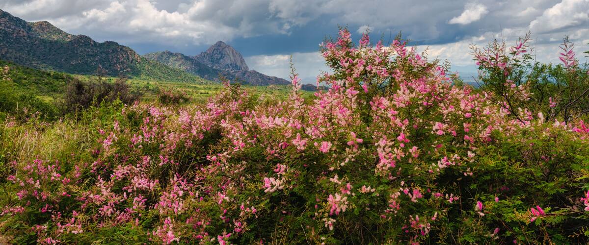 A mountainous landscape with pink flowering shrubs in the foreground and a cloudy sky.