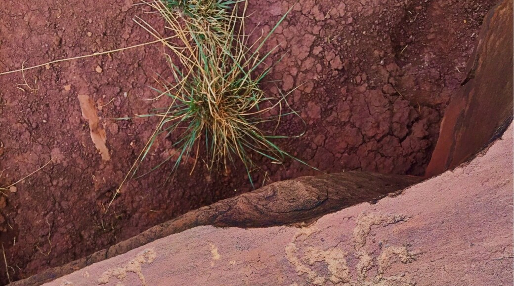 Hunting for glyphs on the Petroglyph Trail in Lyman Lake State Park in St. John's, AZ. There is quite the impressive amount in a very dense space along this trail. #hiking #arizona #statepark #petroglyphs #lake #rockart #camping #fishing