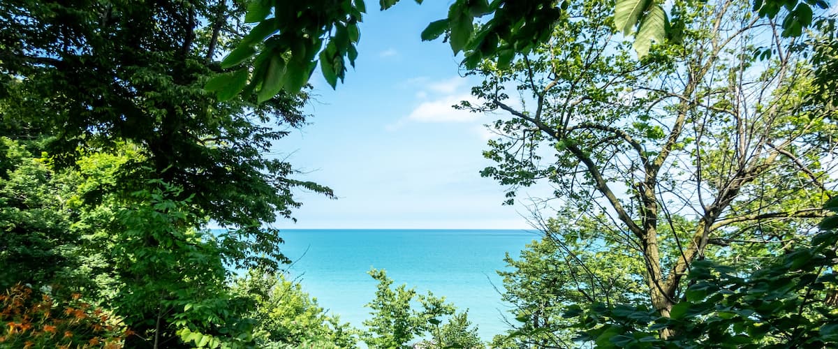 A lush green forest leading to a clear blue sea.