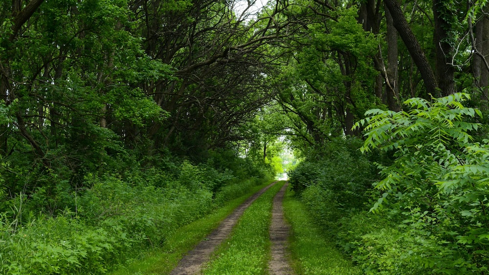 A narrow, unpaved path flanked by dense green foliage and trees.