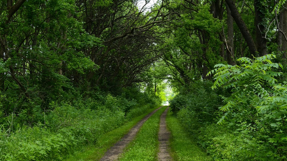 A narrow, unpaved path flanked by dense green foliage and trees.