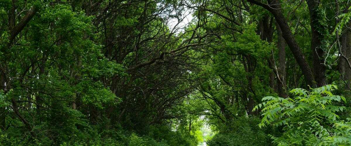 A narrow, unpaved path flanked by dense green foliage and trees.