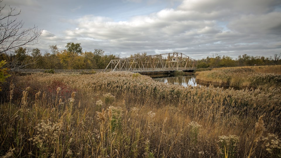 A bridge over a calm river surrounded by tall grasses and trees.