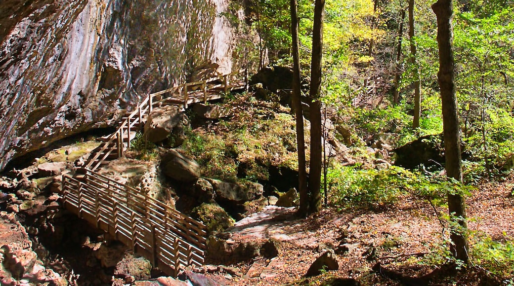 Sunlight shines on cliffs of Maquoketa Caves State Park in Iowa