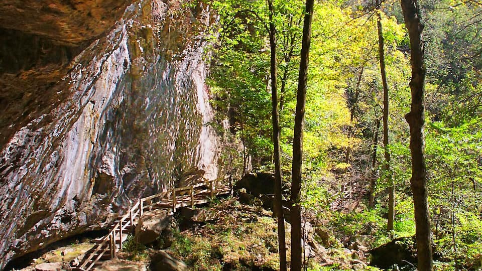 A forest with a rocky cliff, a wooden staircase, and a wooden bridge.