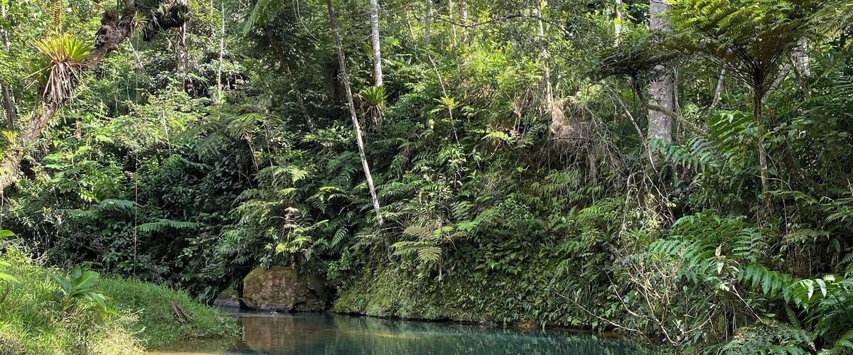 A clear stream surrounded by dense forest and ferns.
