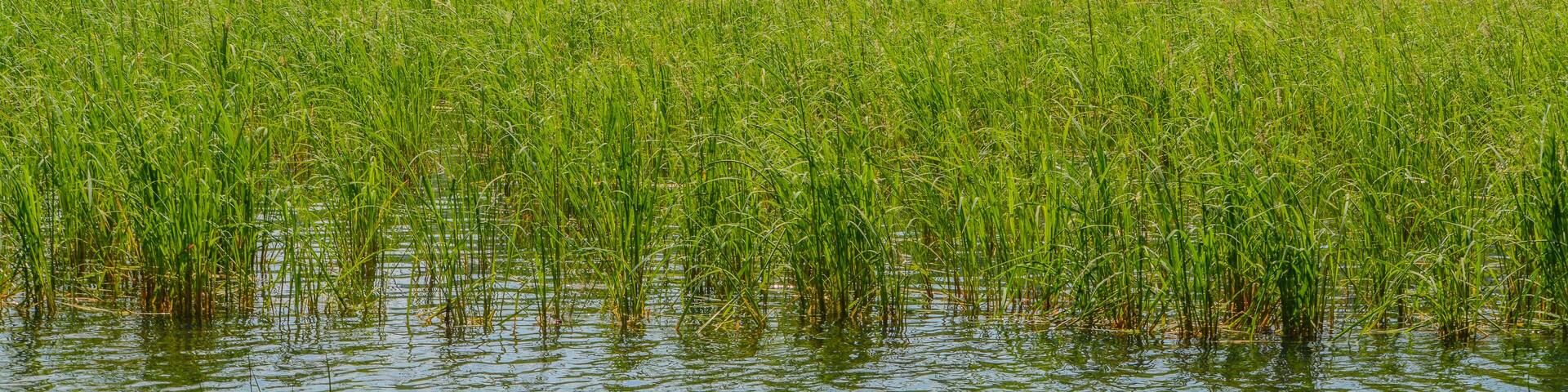 Beautiful Round Lake near Plummer in Heyburn State Park, Benewah County, Idaho