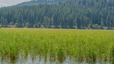 A field of tall green grass with a forested hill in the background.