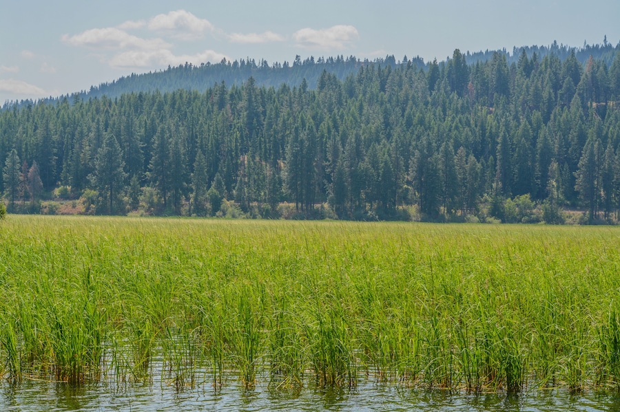 Beautiful Round Lake near Plummer in Heyburn State Park, Benewah County, Idaho
