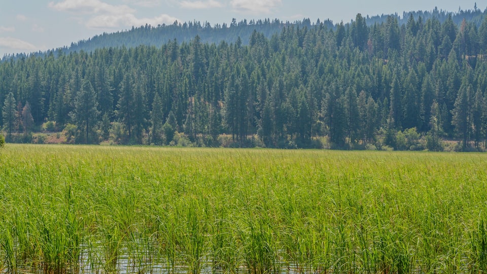 A field of tall green grass with a forested hill in the background.