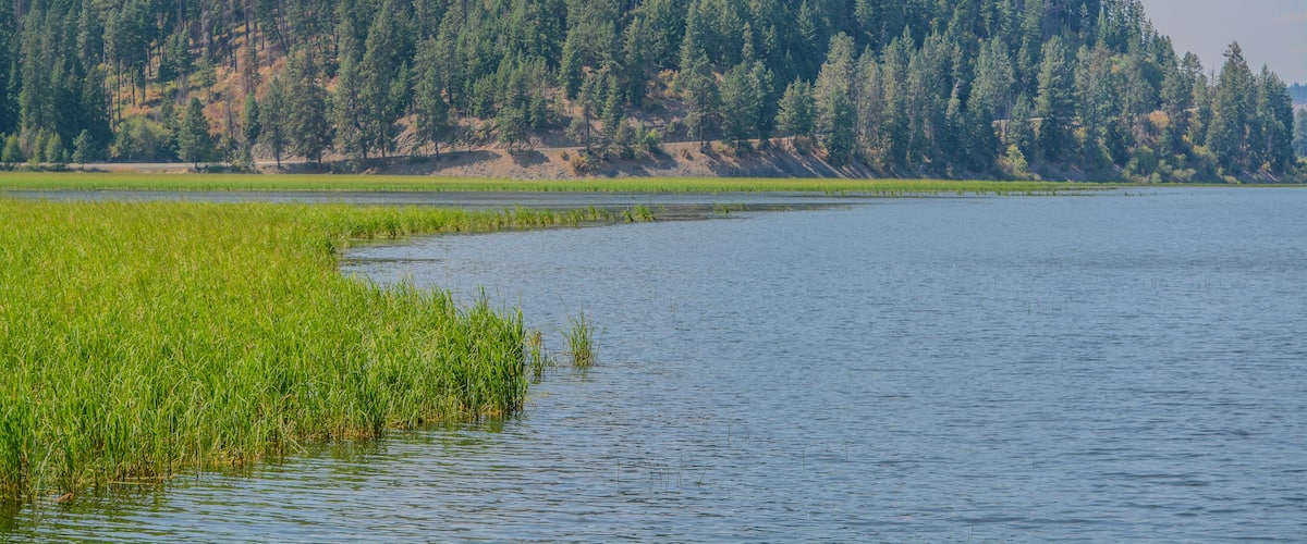 A calm lake with green vegetation in the foreground and a forested hill in the background.