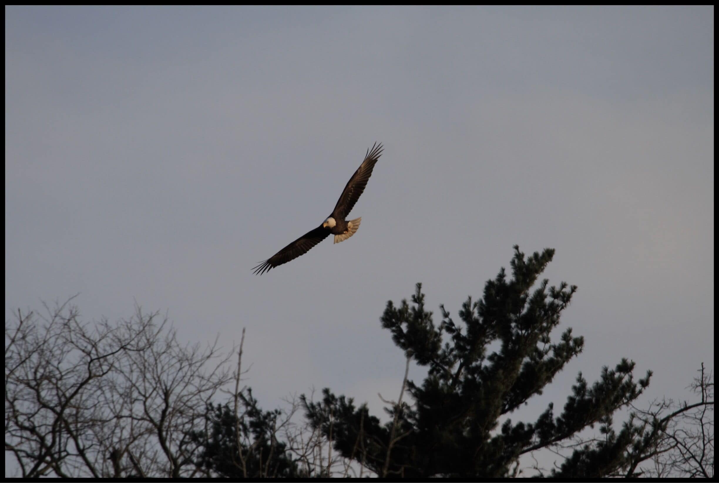 This was a day out in the Grings Mill area, I'd seen so much this day, the wildlife was everywhere and it was the end of the day, I was packing away my camera and I saw this bird way in the distance  , I just pointed and shot 5 frames, as I did I thought what kind of bird was it, when I looked back at the frames I realized it was a Bald Eagle, I'd never even seen one before and was thrilled to have captured it. 