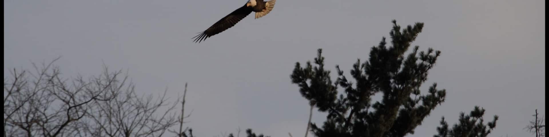 This was a day out in the Grings Mill area, I'd seen so much this day, the wildlife was everywhere and it was the end of the day, I was packing away my camera and I saw this bird way in the distance , I just pointed and shot 5 frames, as I did I thought what kind of bird was it, when I looked back at the frames I realized it was a Bald Eagle, I'd never even seen one before and was thrilled to have captured it.