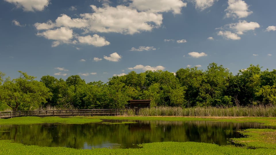 A serene pond surrounded by lush greenery, a wooden structure, and a clear blue sky with scattered clouds.