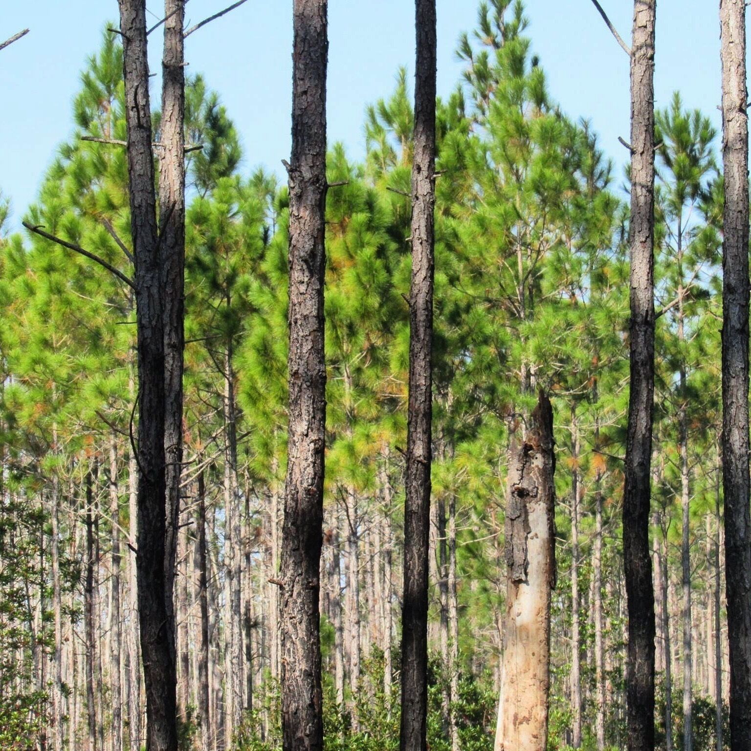 #patterns  Totally untouched Old Florida style beauty.  