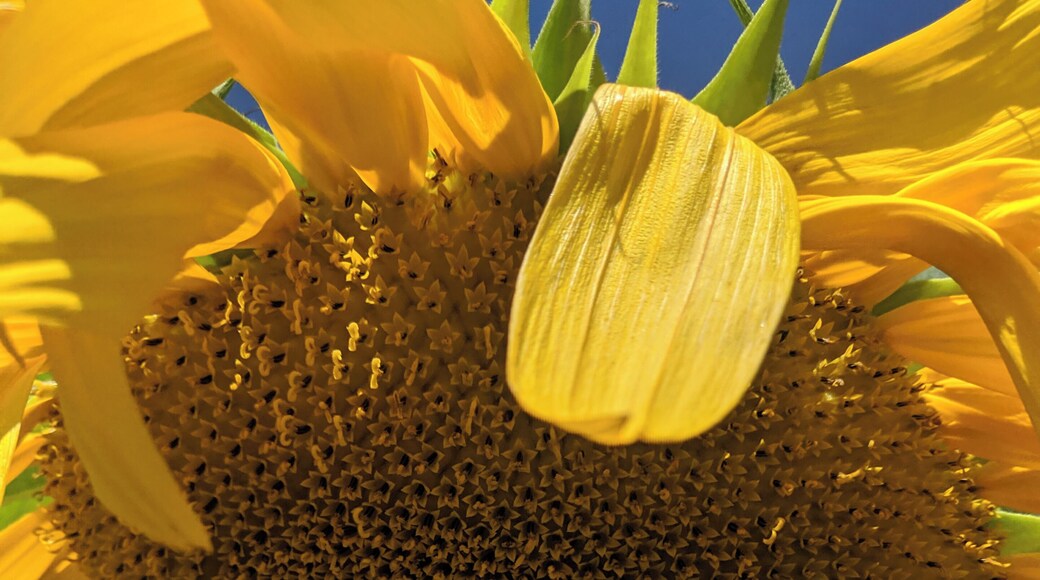 #sunflower #beautiful #fall #autumn