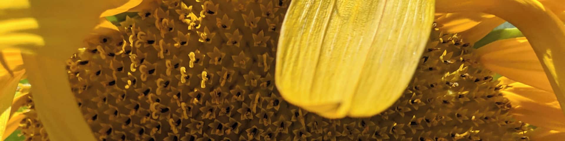 #sunflower #beautiful #fall #autumn