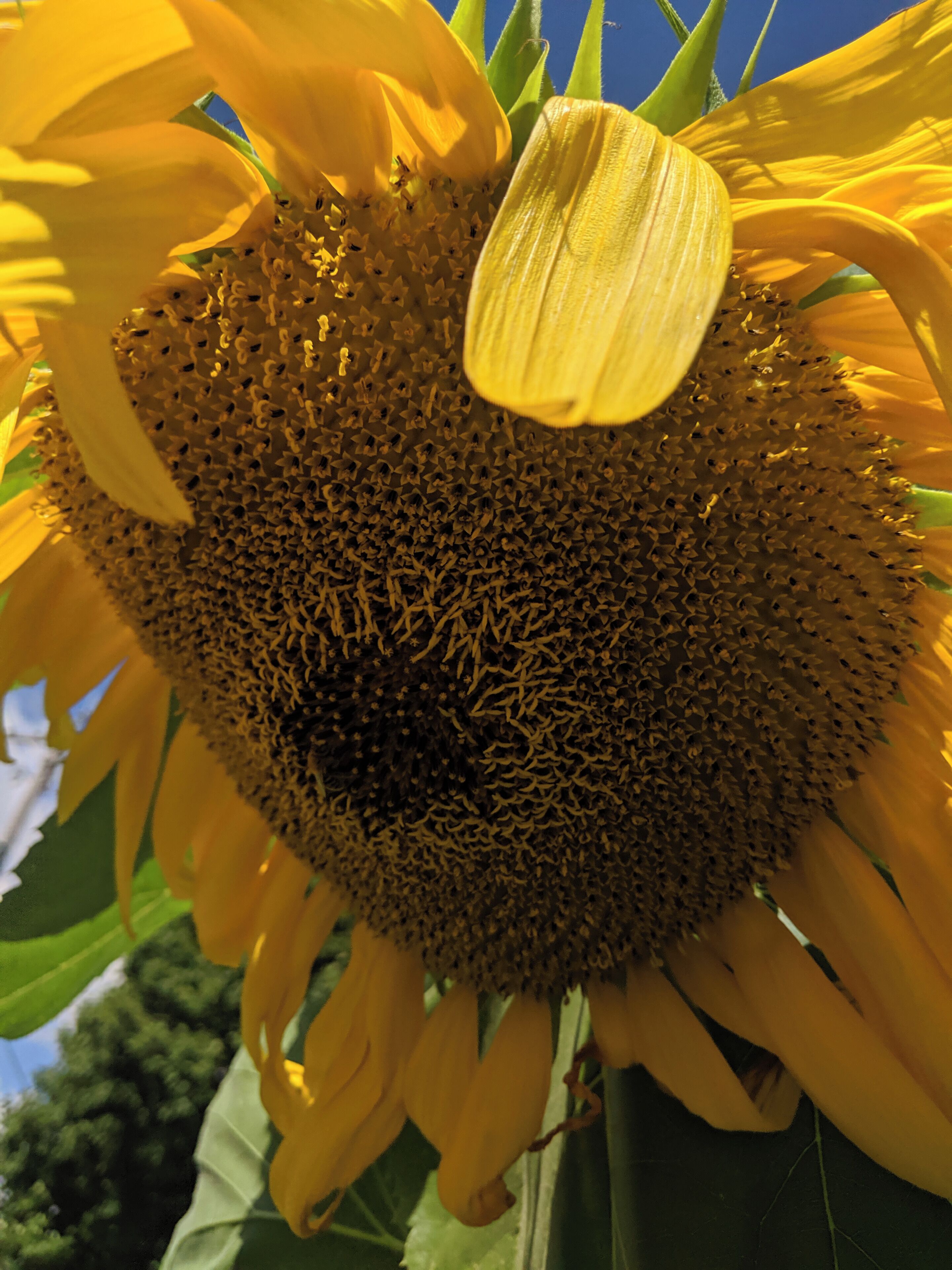 A close-up of a sunflower with a visible head and petals.