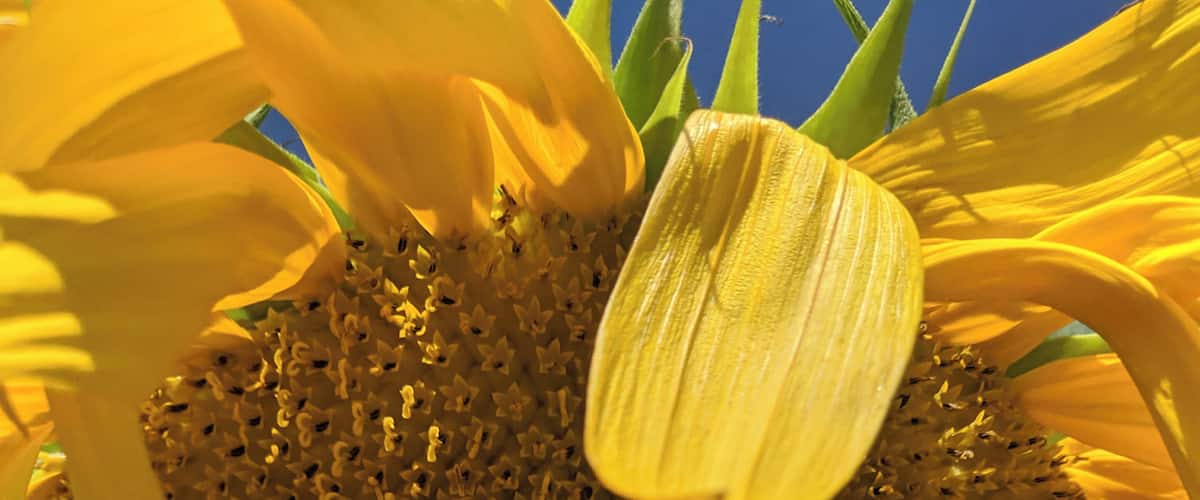 A close-up of a sunflower with a visible head and petals.