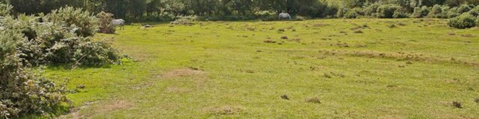 Grassy clearing north of Shirley Holms Farm The weather was limbering up for a heavy shower.