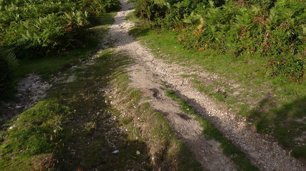 Elkhams Grave - Heathland path near Boundway Hill