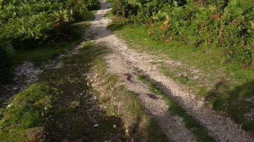 Elkhams Grave - Heathland path near Boundway Hill