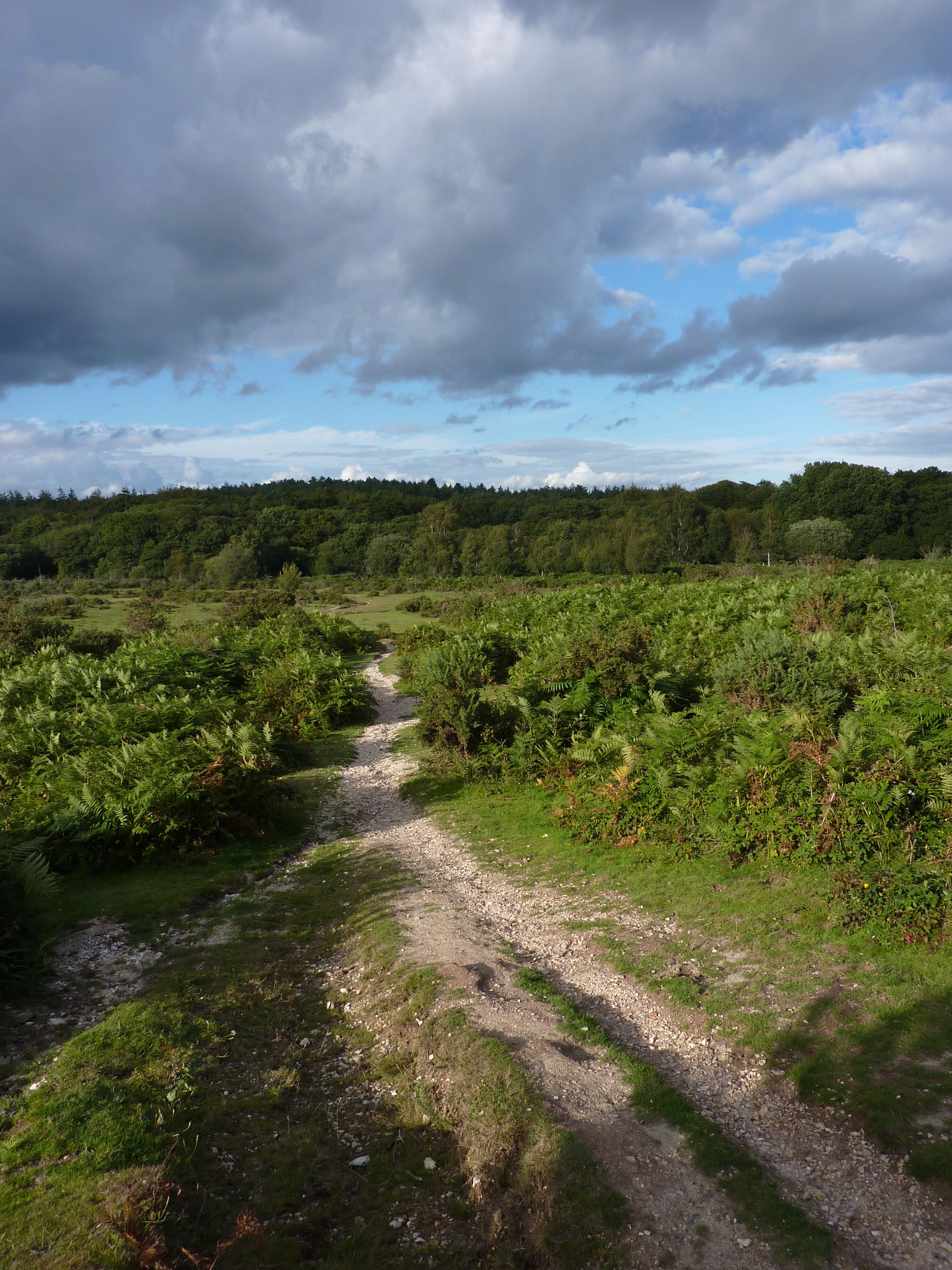 A gravel path through a lush green landscape with dense vegetation on either side.
