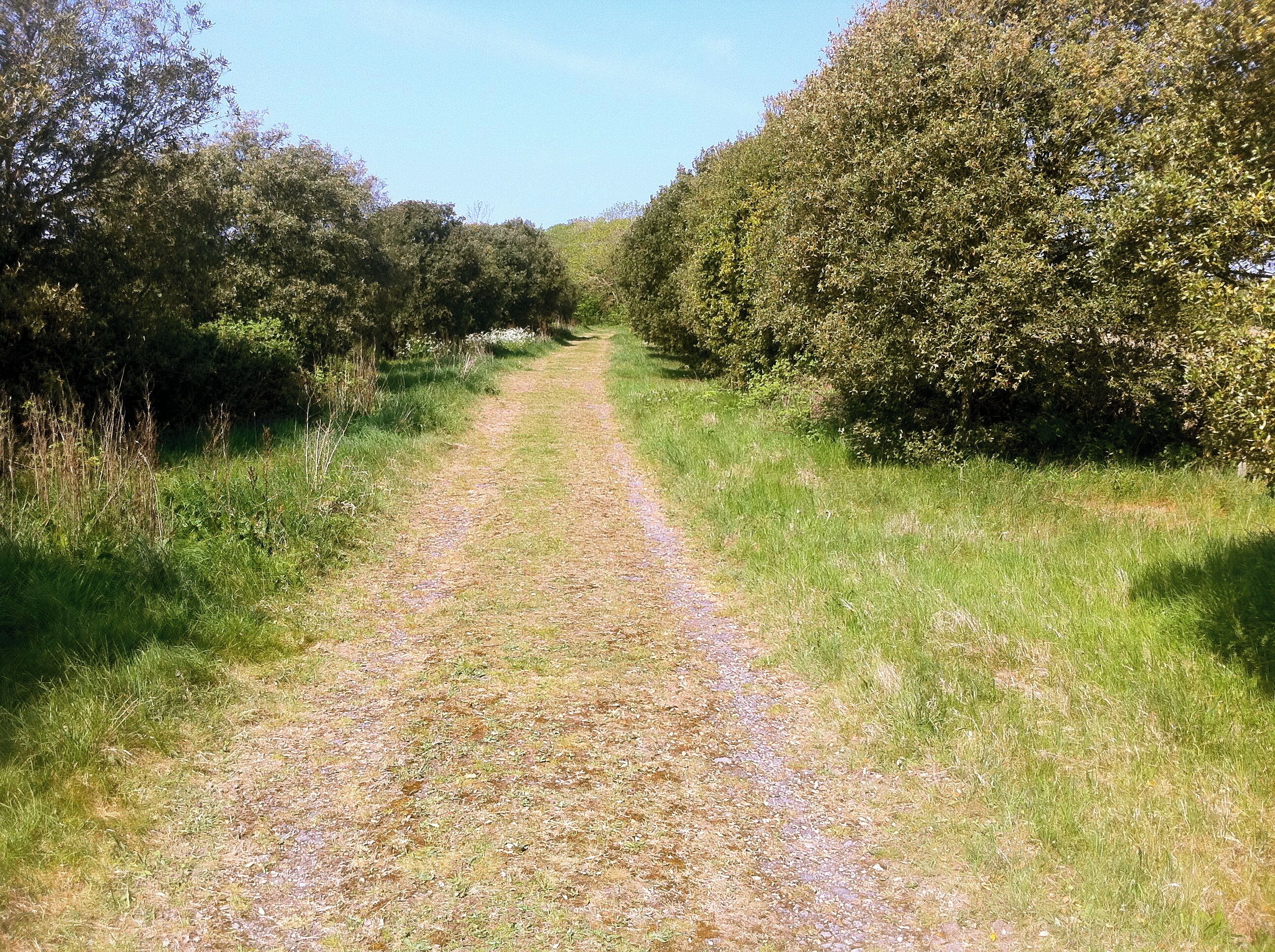 Track near Bluebell Wood, Hampshire