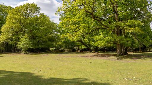 New Forest woodland in Hampshire England