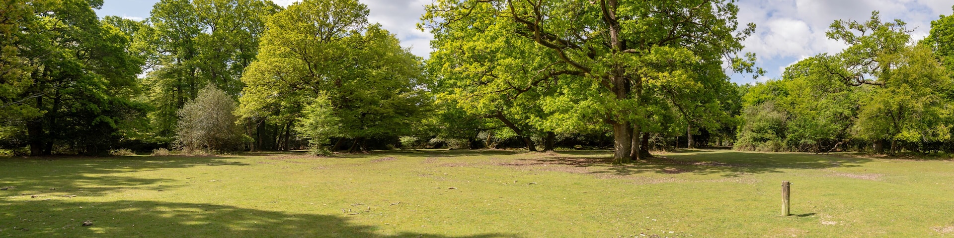 New Forest woodland in Hampshire England