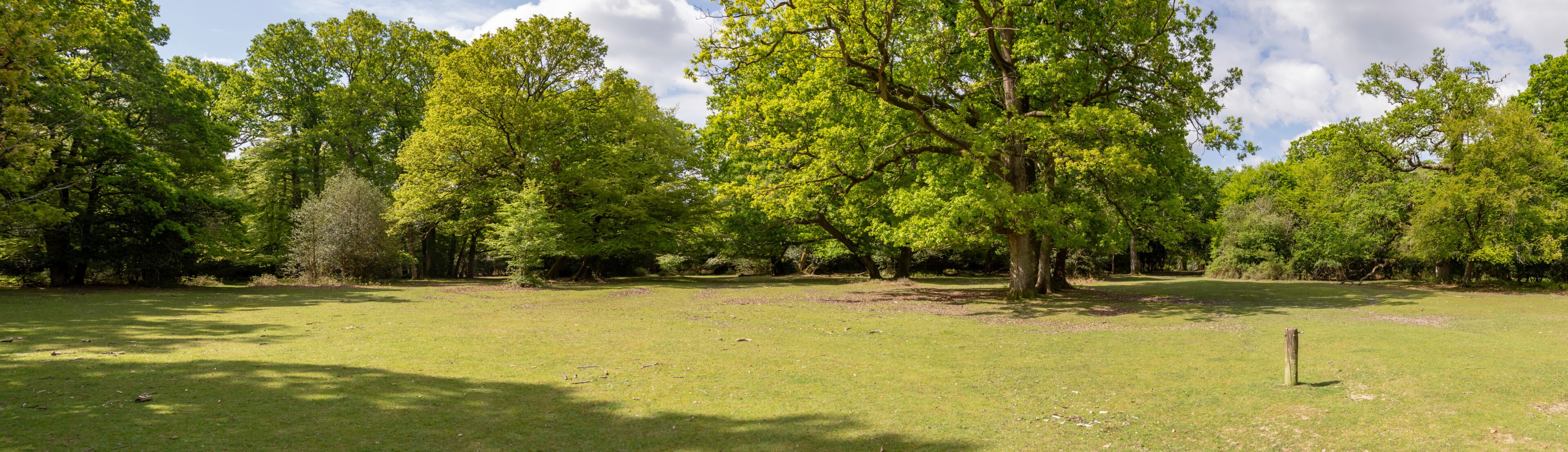 New Forest woodland in Hampshire England