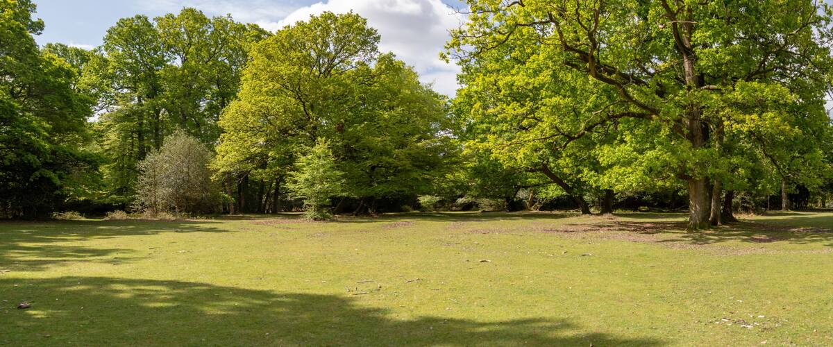 New Forest woodland in Hampshire England