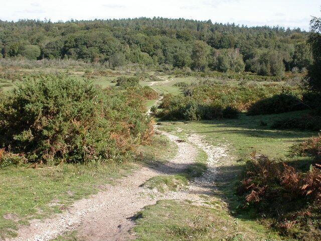 Un sendero de tierra serpenteando por un área boscosa con árboles y arbustos densos.