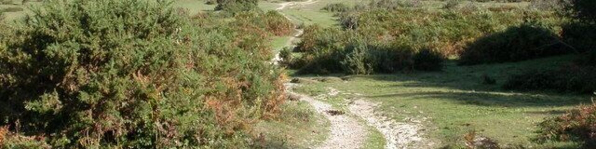 Un sendero de tierra serpenteando por un área boscosa con árboles y arbustos densos.