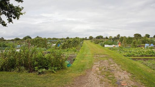 Allotment Gardens Large gardens on north side of Pitmore Lane.