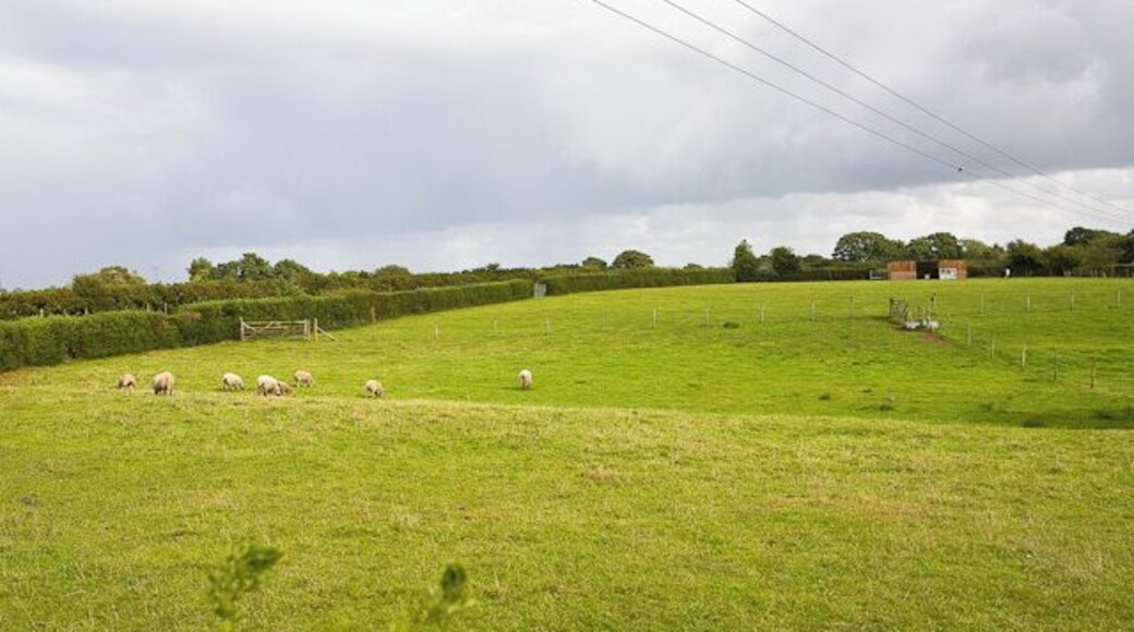 Fields at Durnstown Pitmore Lane runs in the hedges.