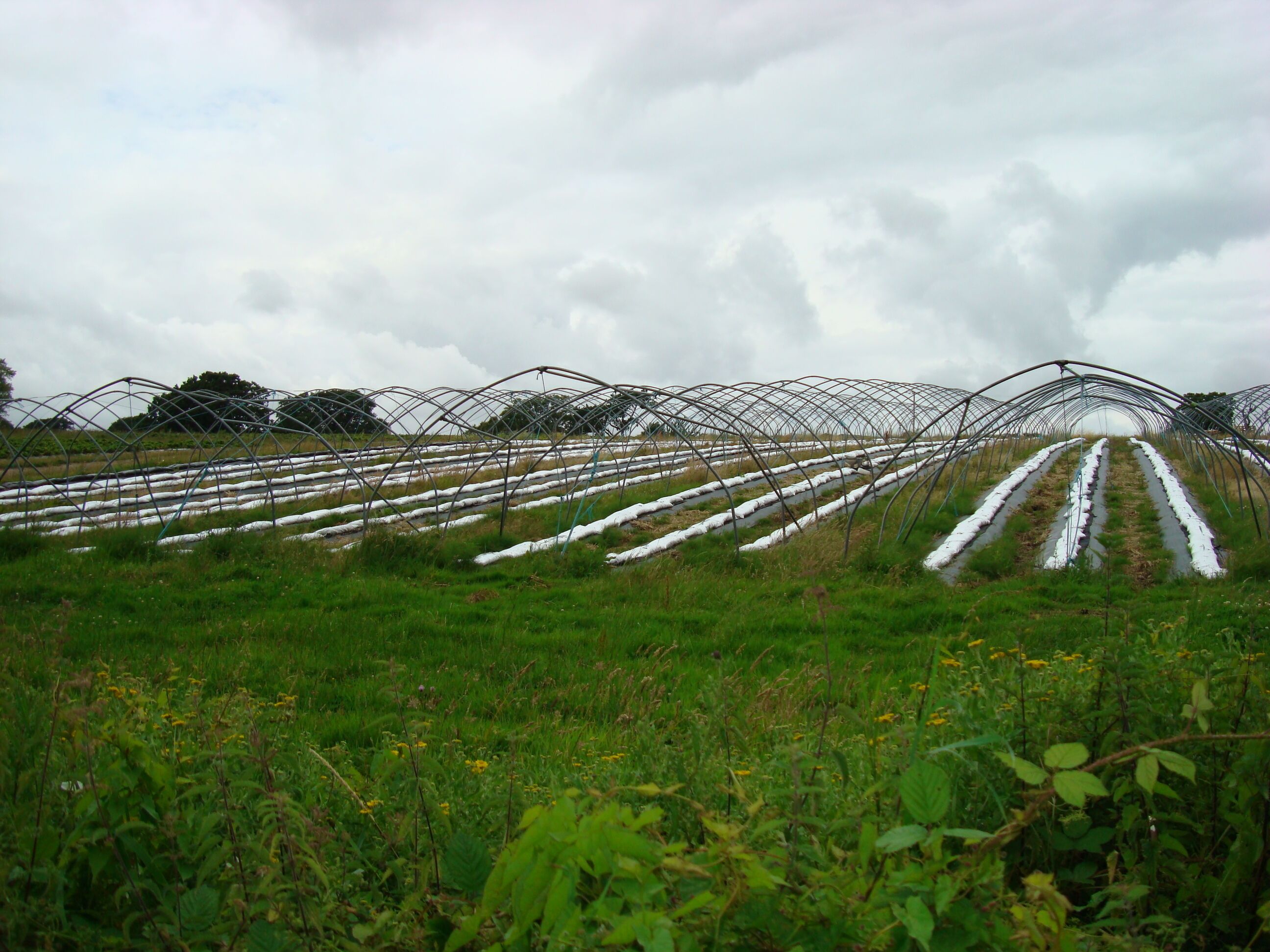 Field by Elmers Court and Spa