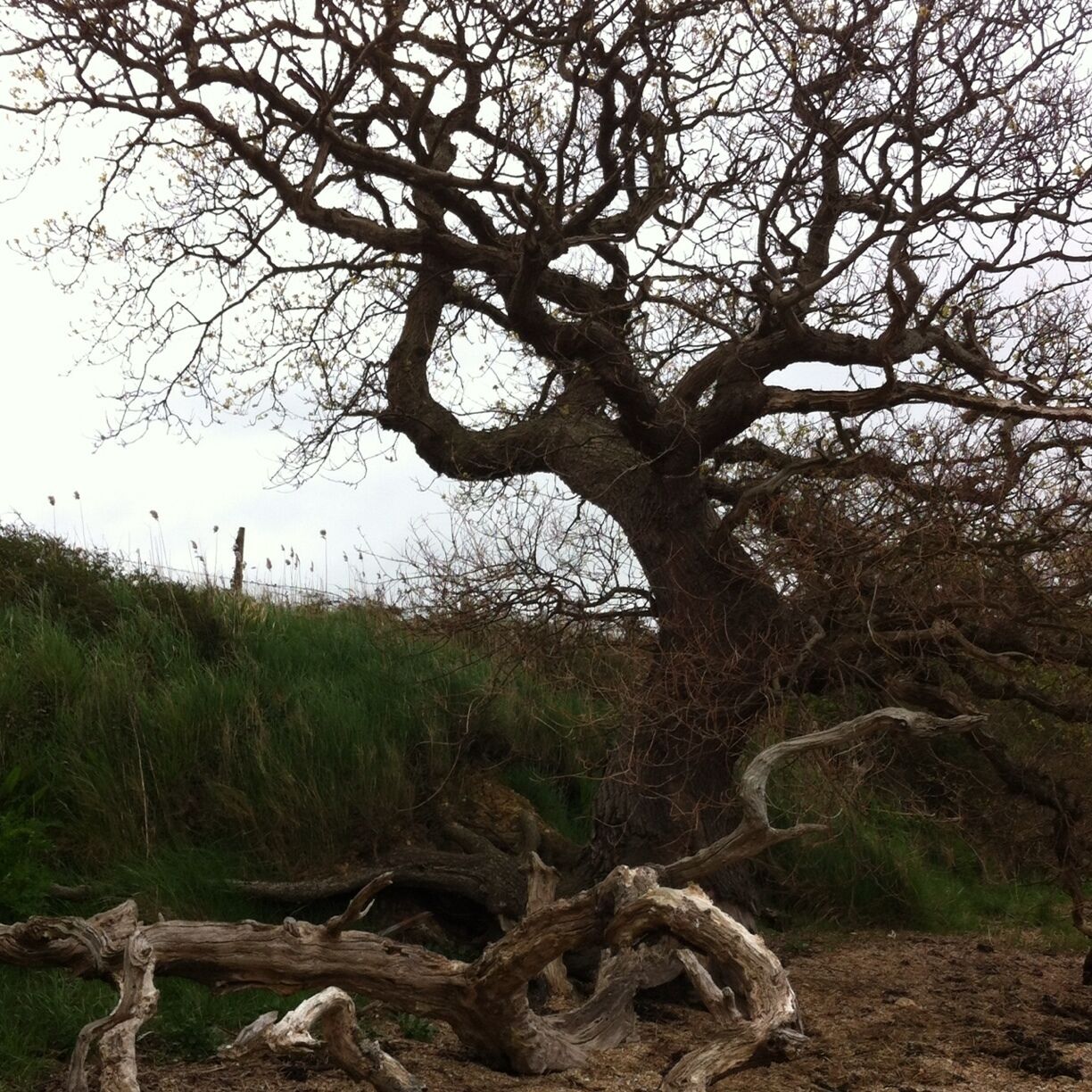 Walking along Chichester Harbour from Chidham Wedt Sussex